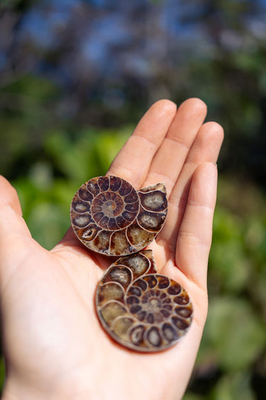 Ammonite Pair